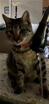 adoptable Cat in wilmington, IL named Inigo Montoya