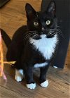 adoptable Cat in wilmington, IL named Lester T