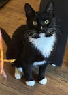 adoptable Cat in Wilmington, NC named Lester T