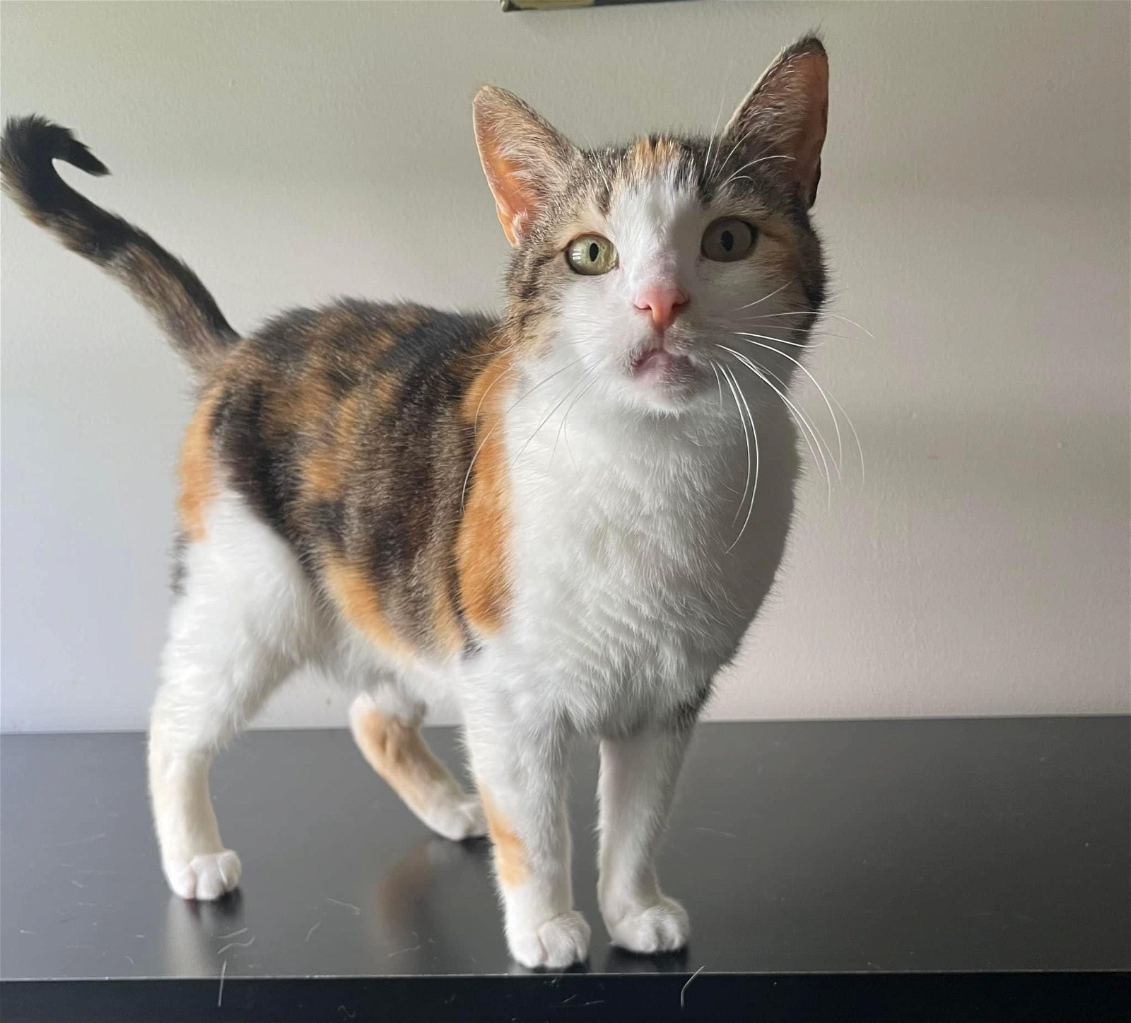 adoptable Cat in Wilmington, NC named Gadget