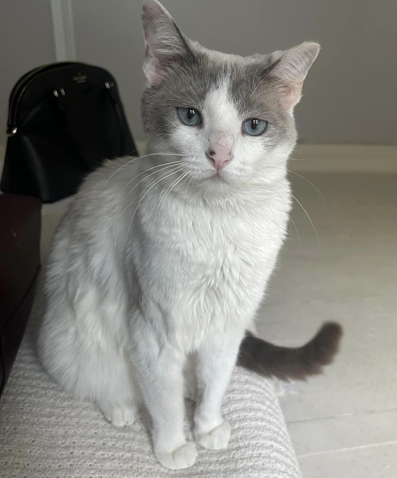 adoptable Cat in Wilmington, NC named Mademoiselle Rue