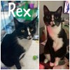 adoptable Cat in  named Rex