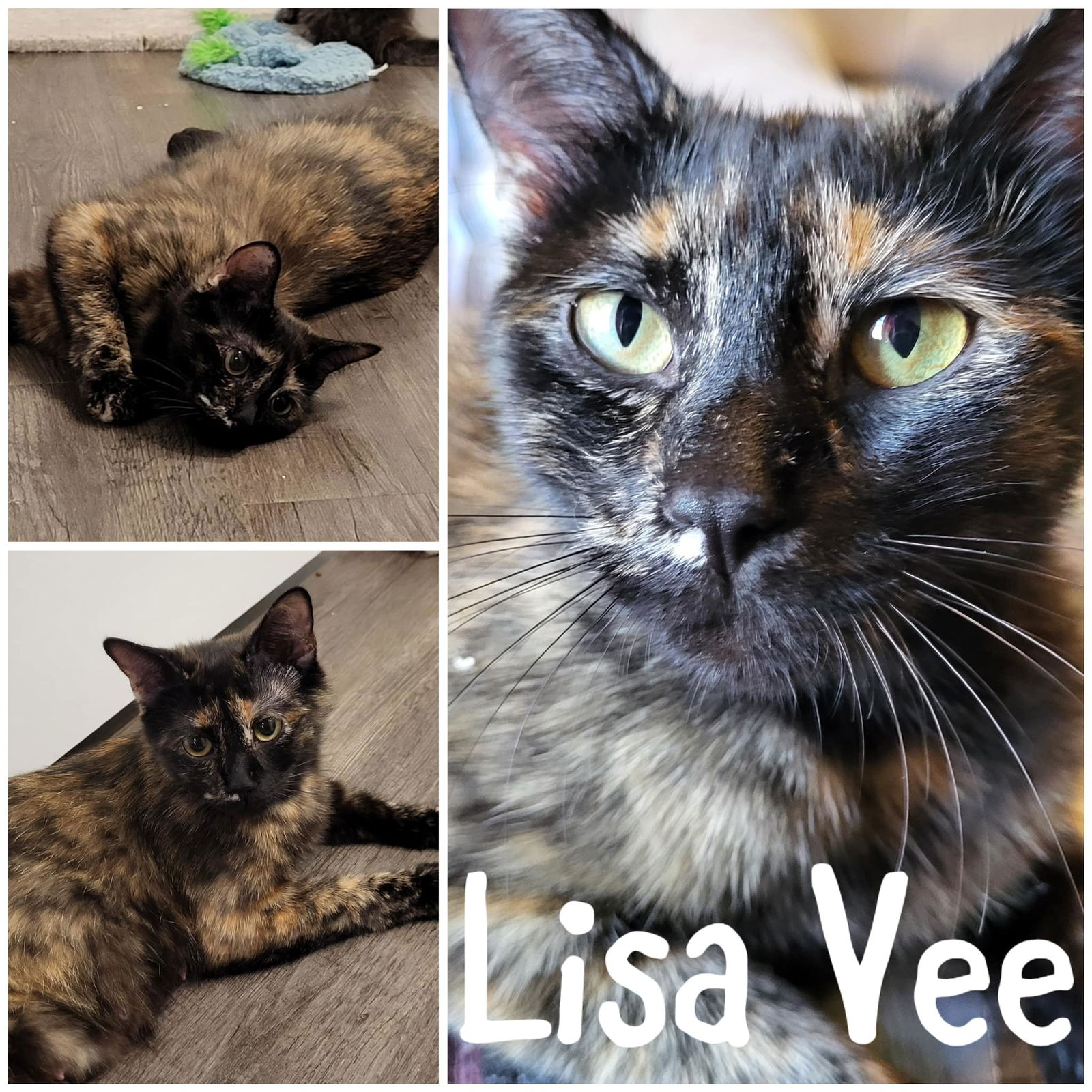 adoptable Cat in Wilmington, NC named Lisa Vee