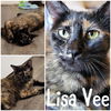 adoptable Cat in Wilmington, NC named Lisa Vee