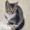 adoptable Cat in Wilmington, NC named Popper