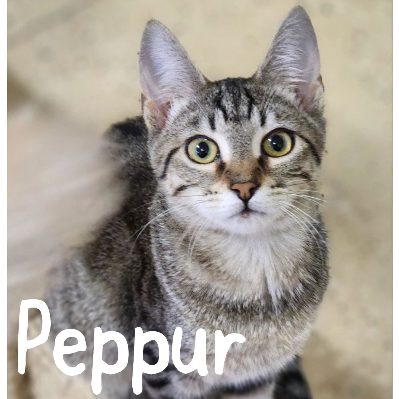 adoptable Cat in Wilmington, NC named Peppur