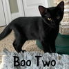 adoptable Cat in Wilmington, NC named Boo Two