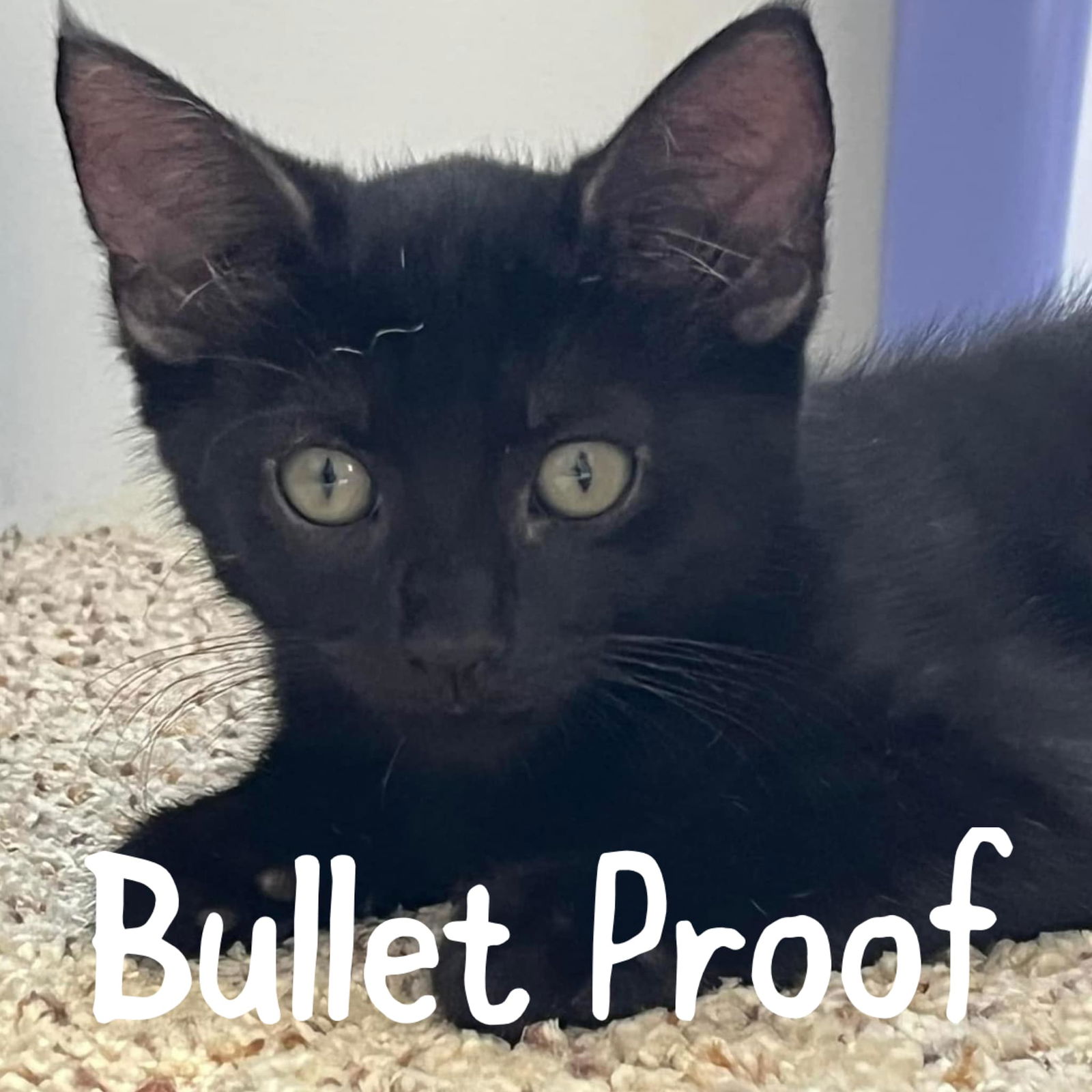 adoptable Cat in Wilmington, NC named Bullet Proof