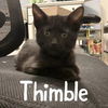 adoptable Cat in Wilmington, NC named Thimble