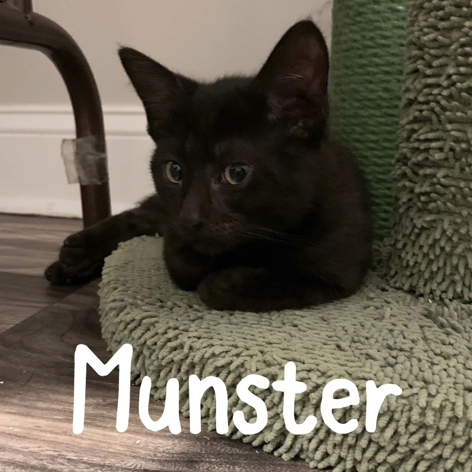 adoptable Cat in Wilmington, NC named Munster