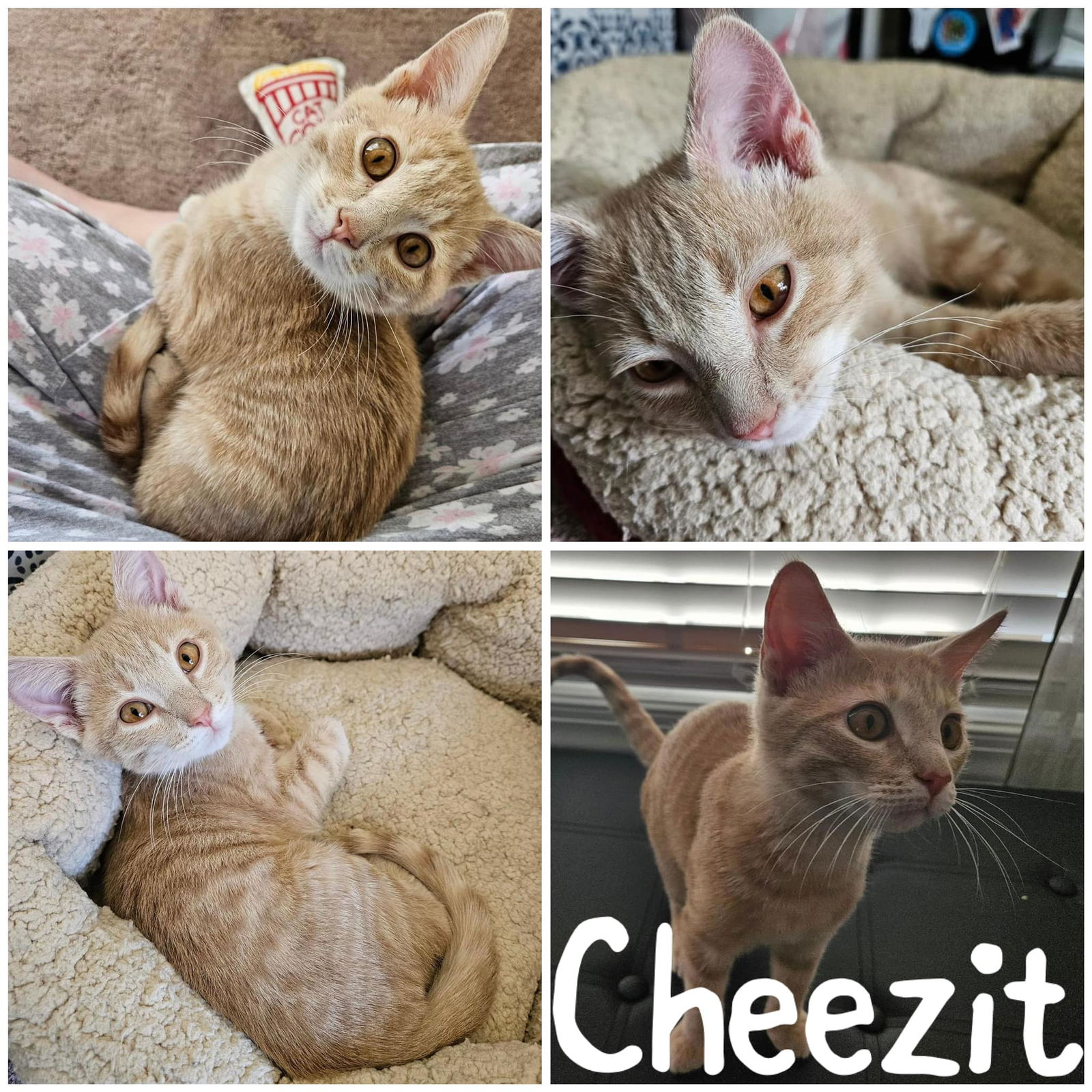 adoptable Cat in Wilmington, NC named Cheezit