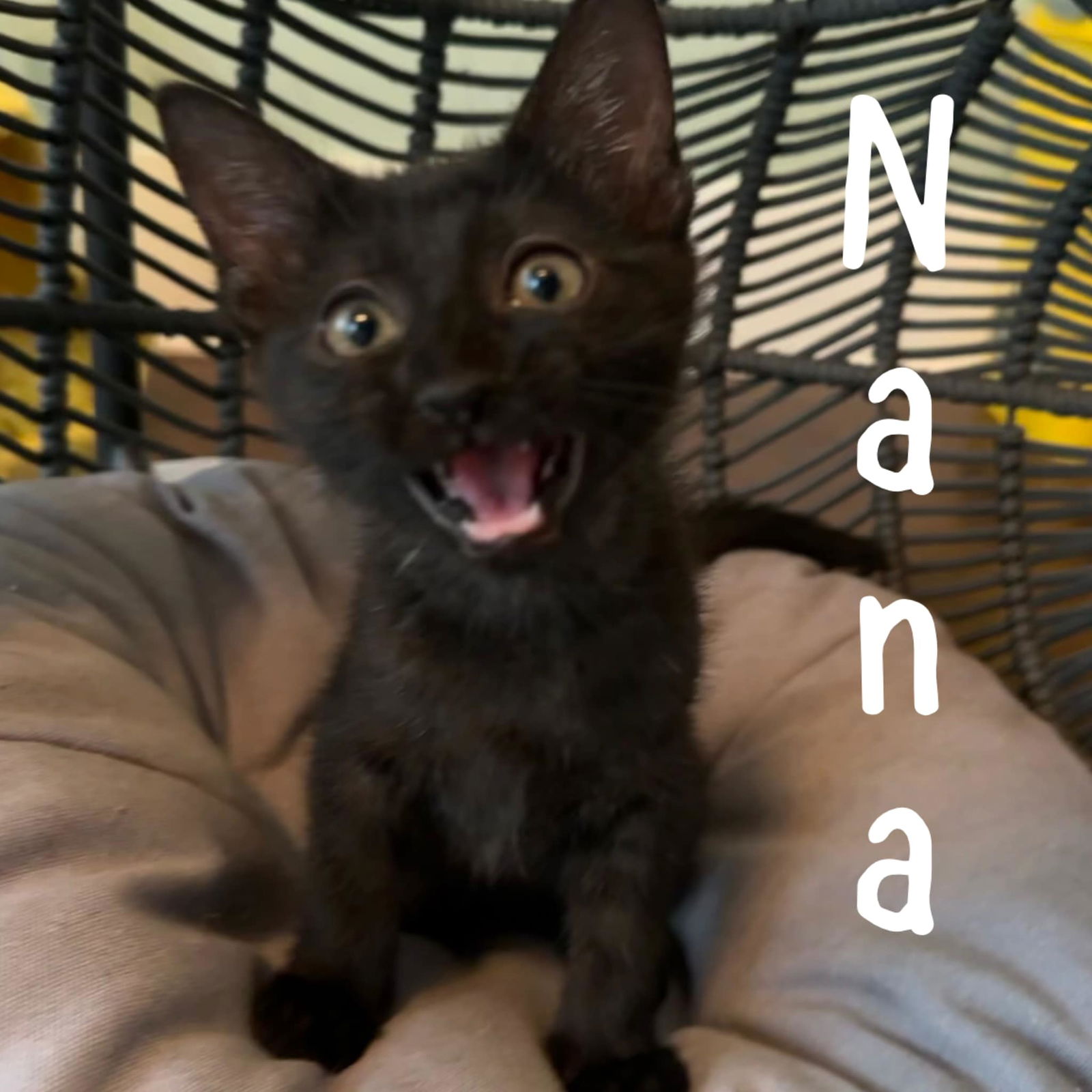 adoptable Cat in Wilmington, NC named Nana