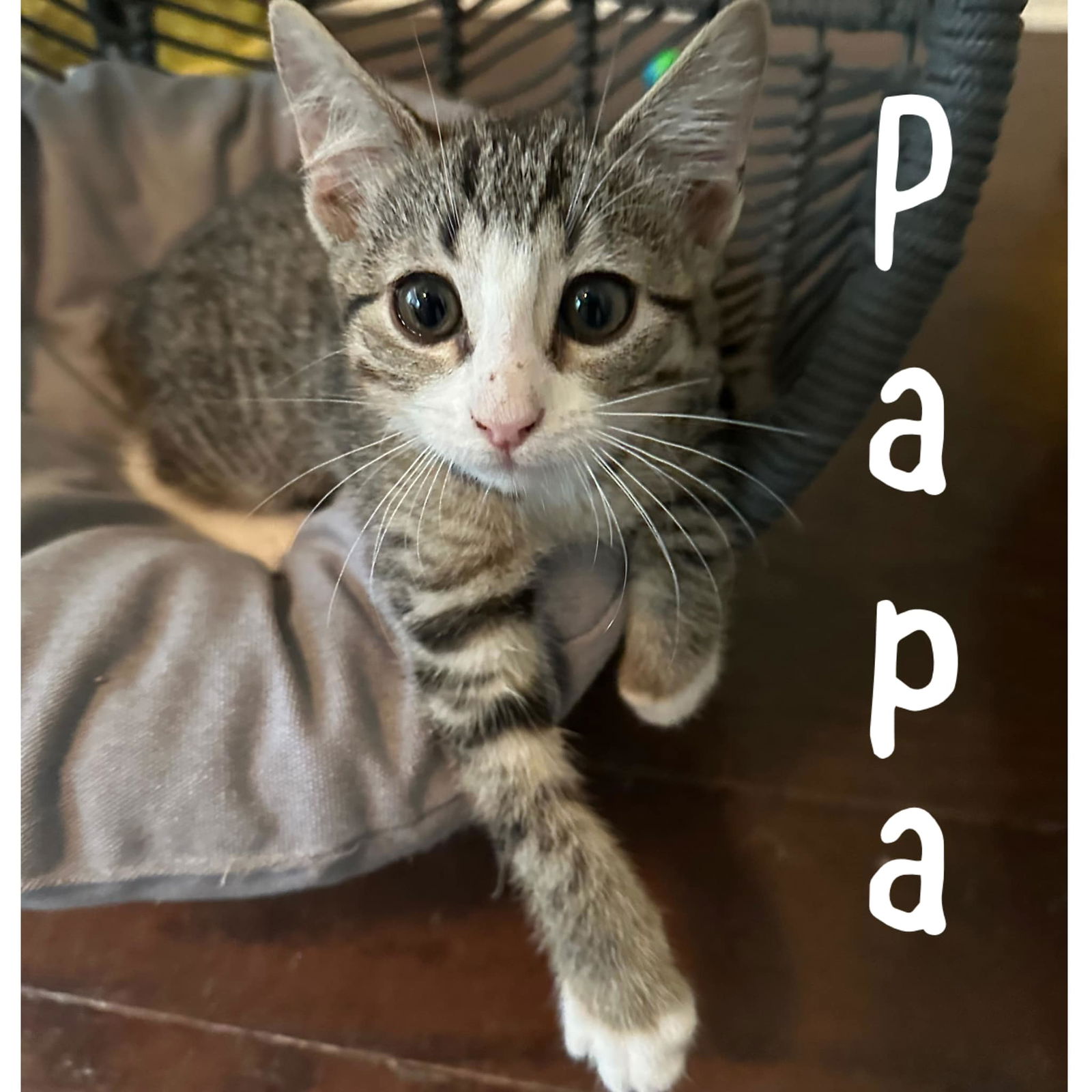 adoptable Cat in Wilmington, NC named Papa