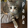 adoptable Cat in Wilmington, NC named Papa