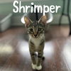 adoptable Cat in Wilmington, NC named Shrimper