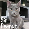 adoptable Cat in Wilmington, NC named Sir Peanut