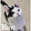 adoptable Cat in Wilmington, NC named Blanc