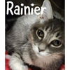 adoptable Cat in Wilmington, NC named Rainier