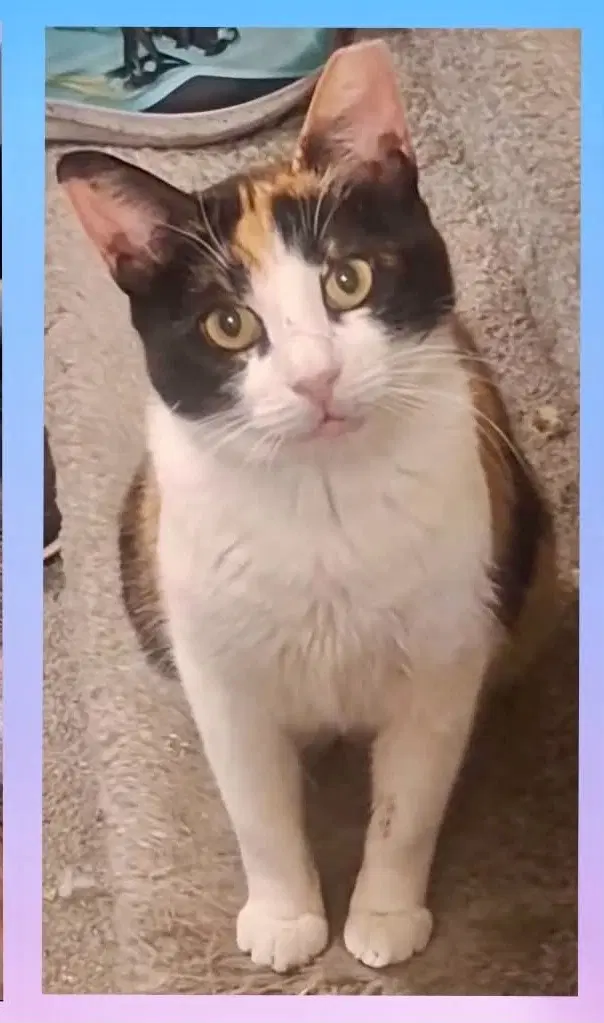 Pheobee - Domestic Short Hair