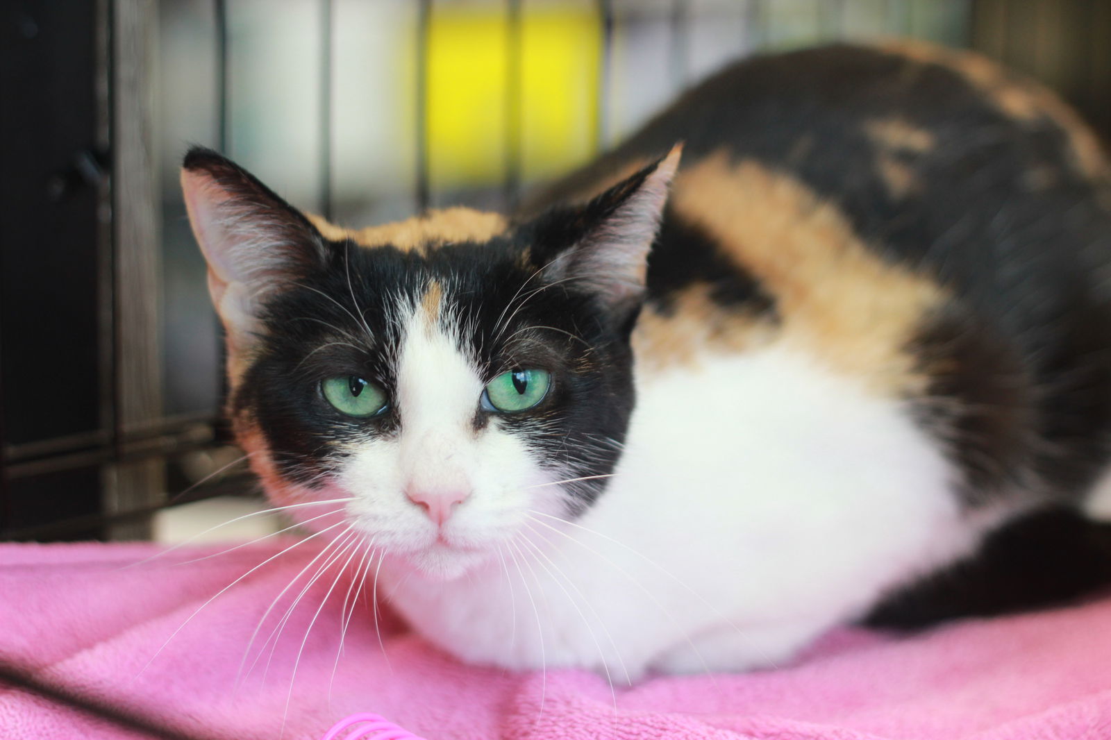 adoptable Cat in Wilmington, NC named Sierra