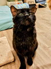 adoptable Cat in  named Mike Tyson