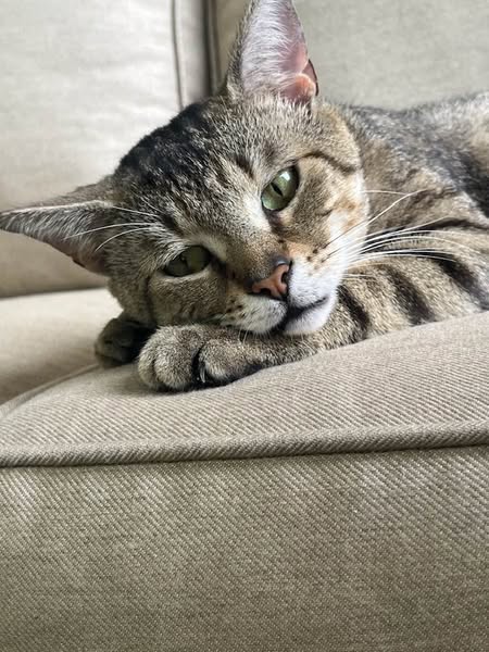 adoptable Cat in Wilmington, NC named Sir Jasper