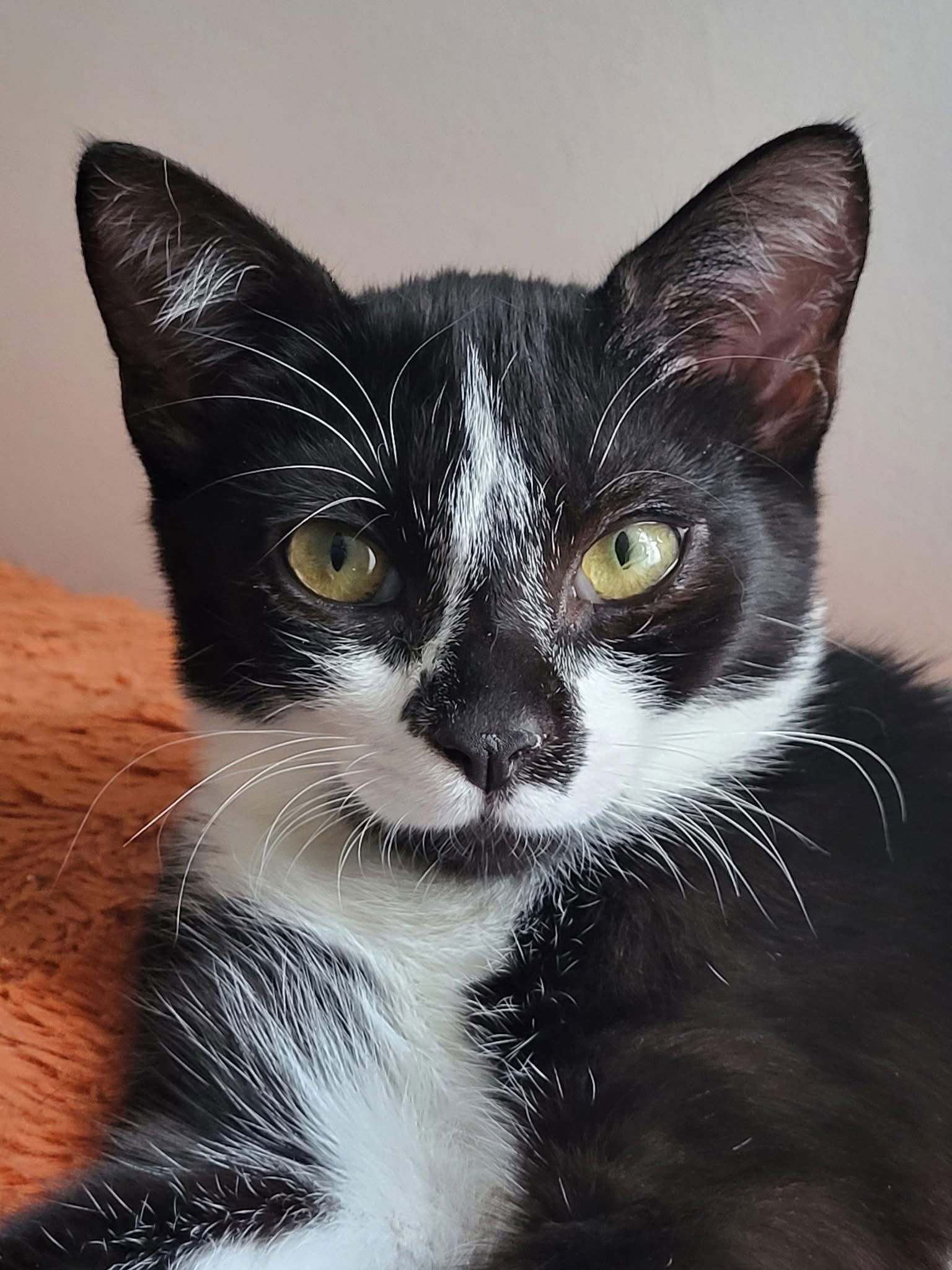 adoptable Cat in Wilmington, NC named Cappucinno