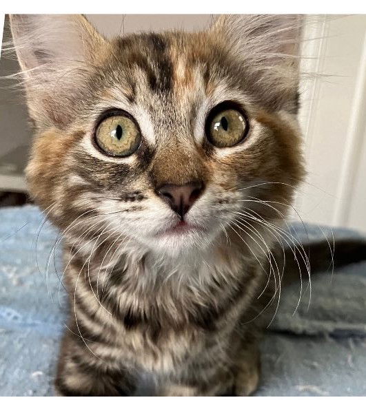 adoptable Cat in Wilmington, NC named Tammy Taylor