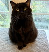 adoptable Cat in  named Kula