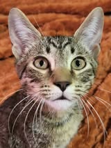 adoptable Cat in Wilmington, NC named Flint