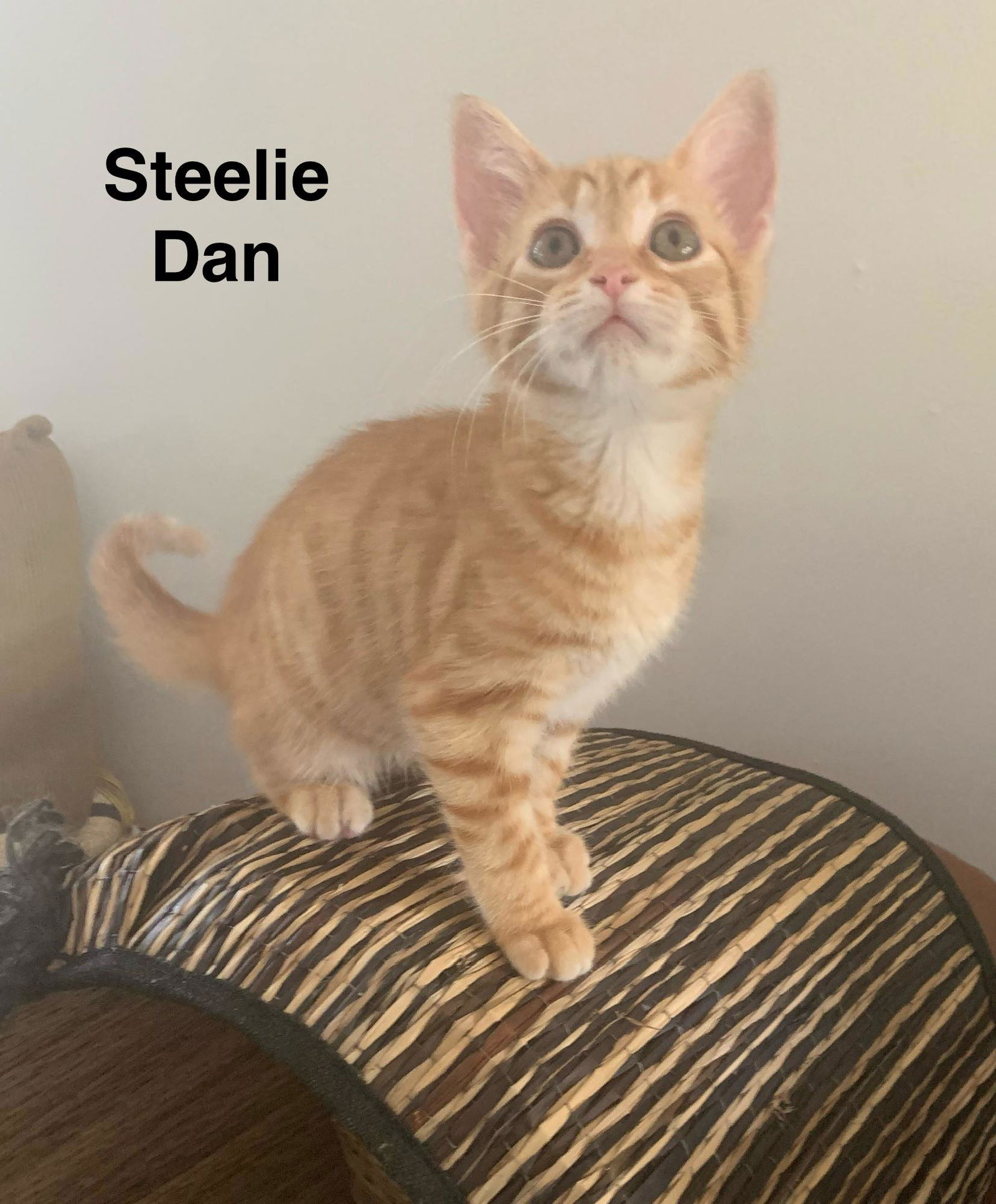 adoptable Cat in Wilmington, NC named Steelie Dan