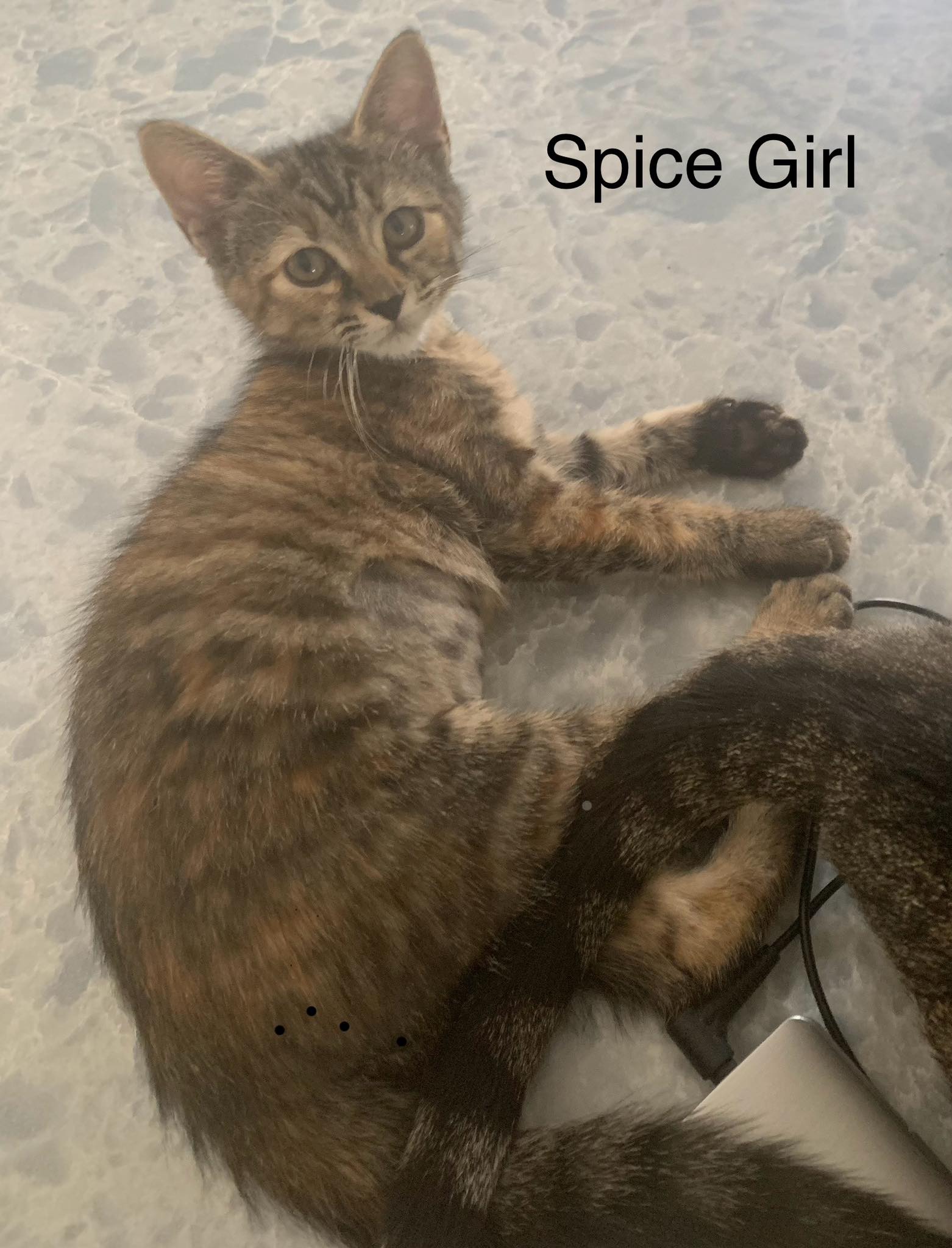 adoptable Cat in Wilmington, NC named Spice Girl