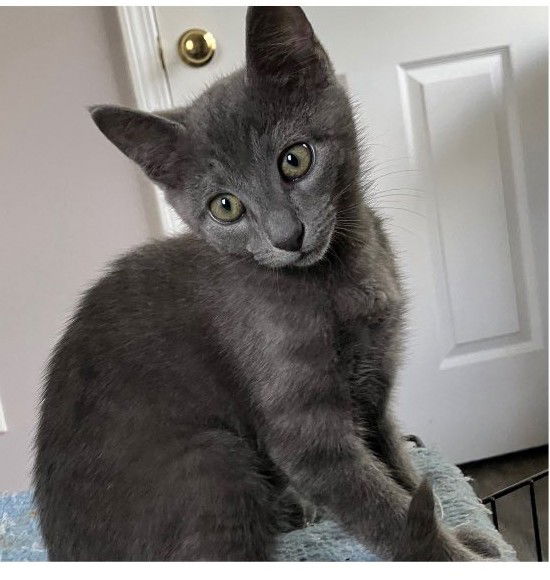 adoptable Cat in Wilmington, NC named Perry