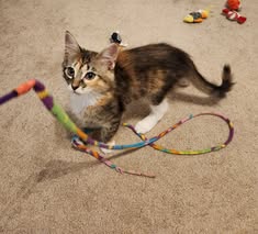 adoptable Cat in Wilmington, NC named White Paws