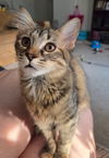 adoptable Cat in  named Mink