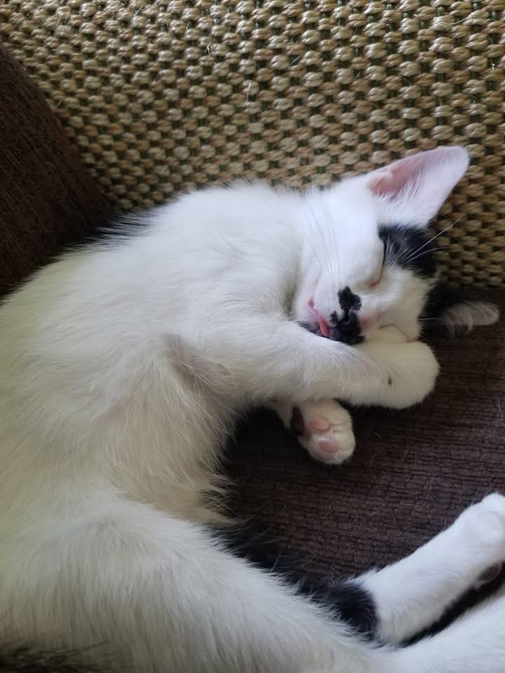 adoptable Cat in Wilmington, NC named Miss Domino