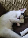 adoptable Cat in Wilmington, NC named Miss Domino