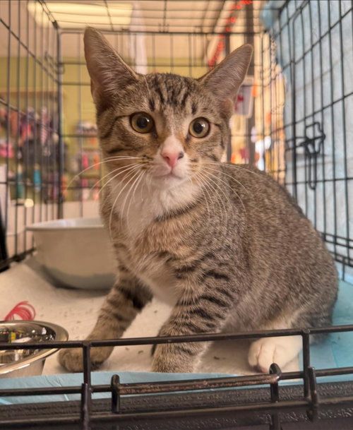 ENID SINCLAIR - Domestic Short Hair available for adoption