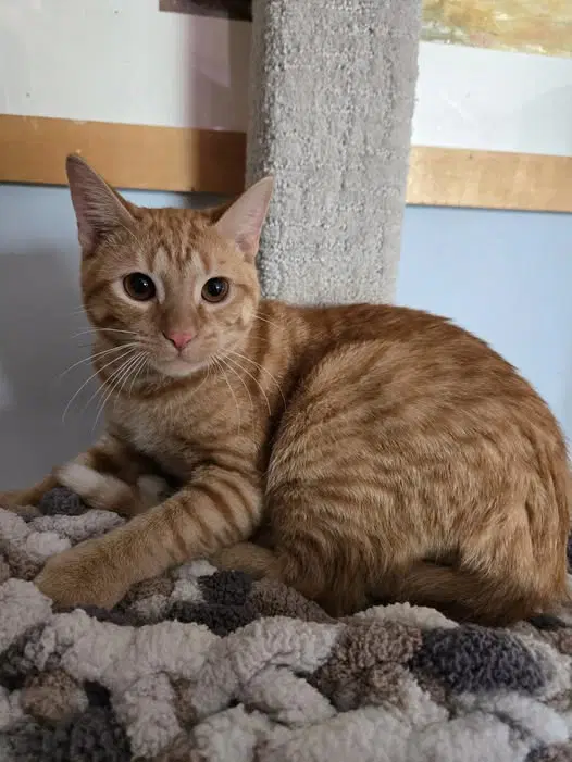 Mystery Science Theater - Domestic Short Hair