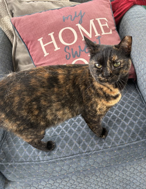 Tiki, an adoptable Domestic Short Hair in Wilmington, NC