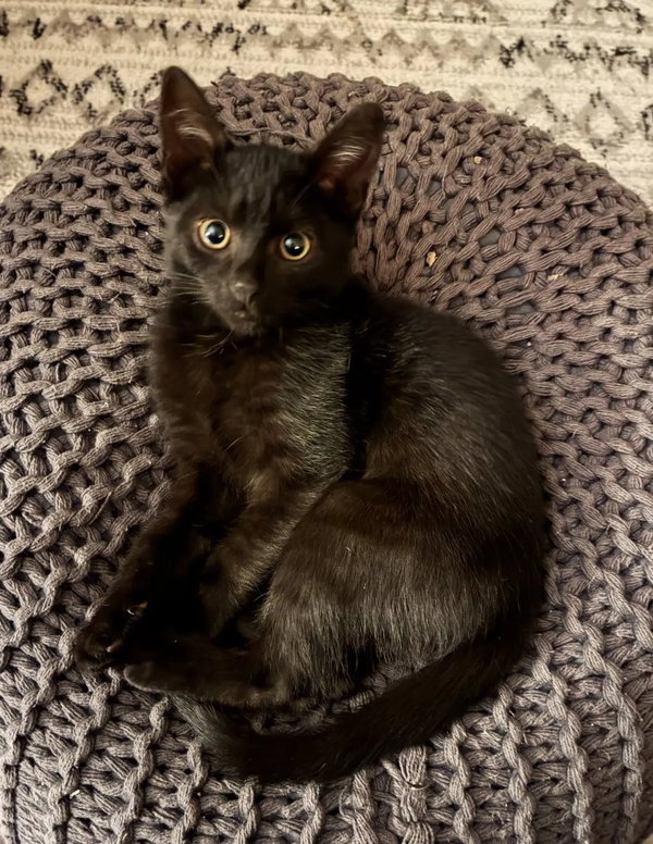 Ozzie