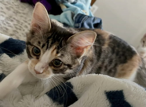 TOWEL - Domestic Short Hair available for adoption