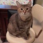 MAMBA - Domestic Short Hair available for adoption