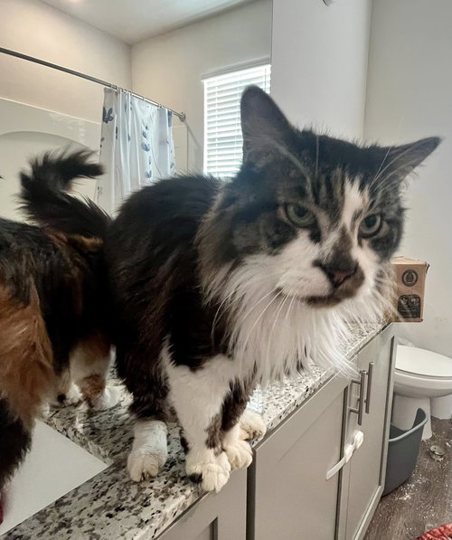 Benji, an adoptable Domestic Long Hair in Wilmington, NC