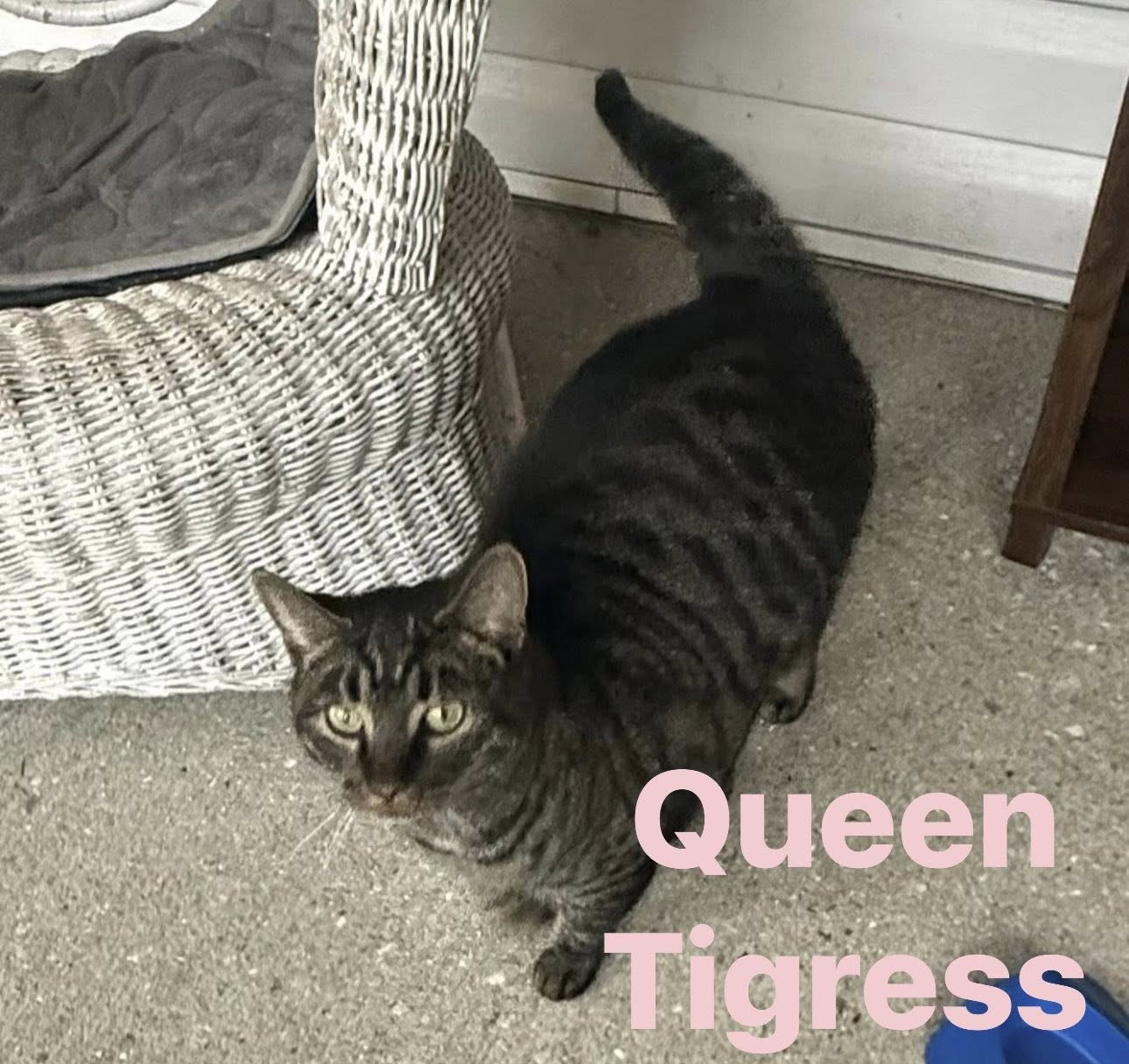 Queen Tigress Image