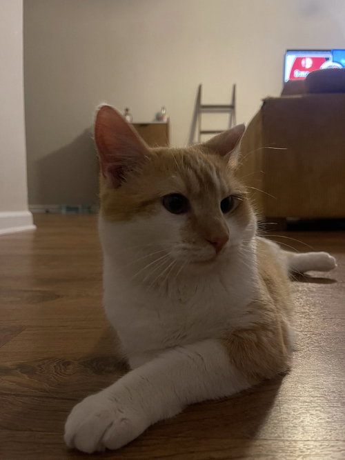 TOPHER - Domestic Short Hair available for adoption
