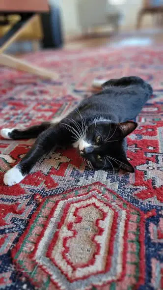 Moochi - Domestic Short Hair
