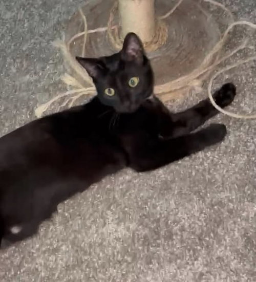 Kira, an adoptable Domestic Short Hair in Wilmington, NC