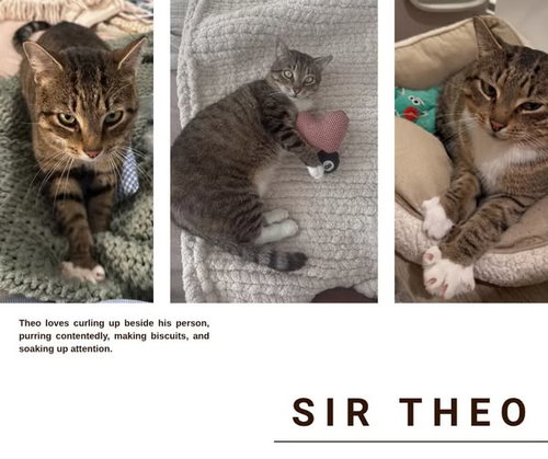 SIR THEO - Domestic Short Hair available for adoption