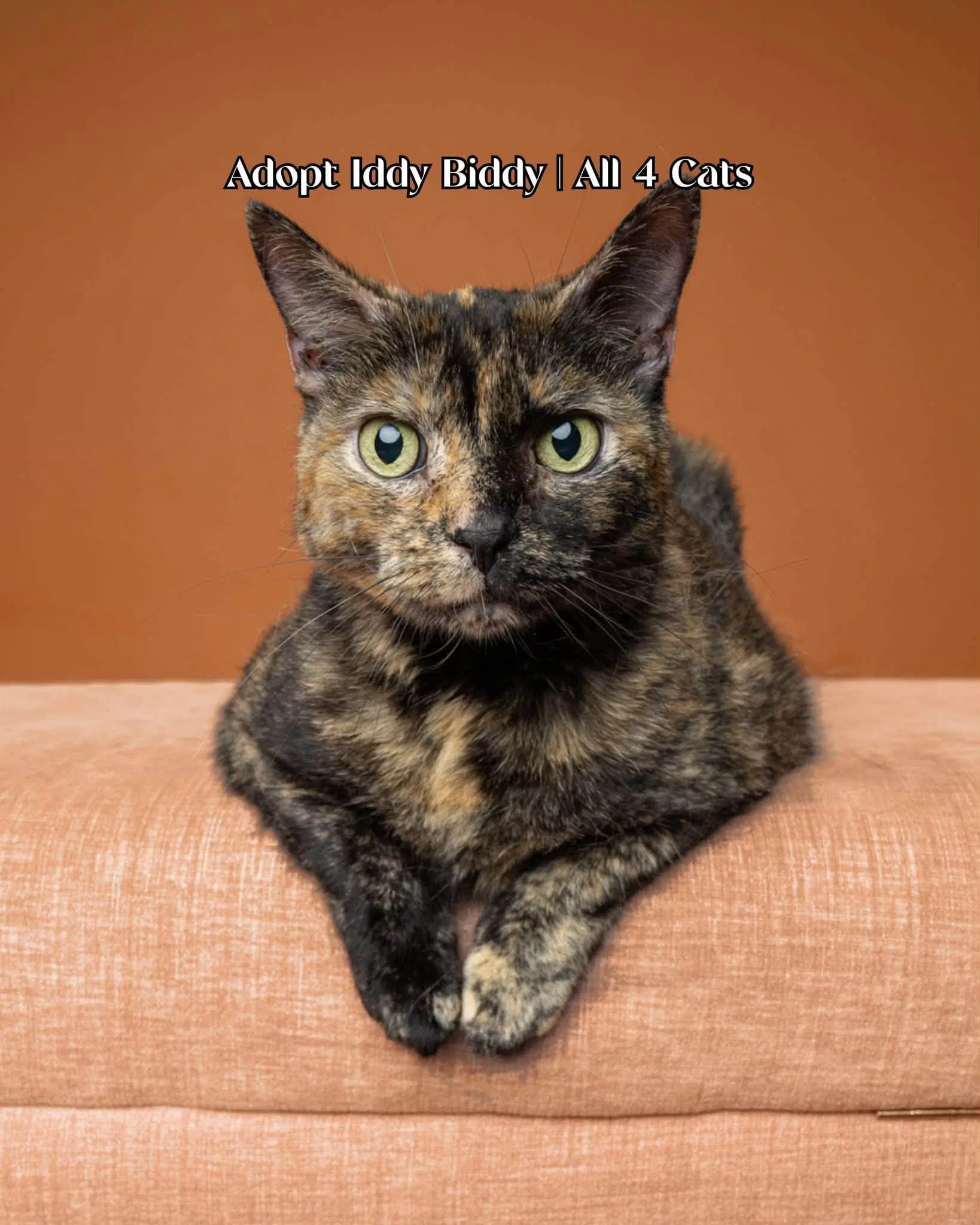 Iddy Biddy - Domestic Short Hair